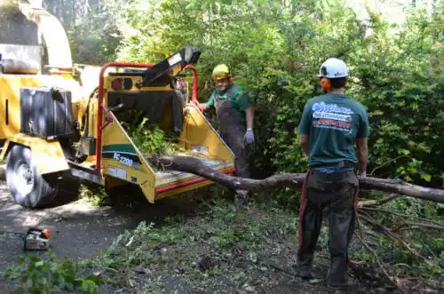 tree services Experiment